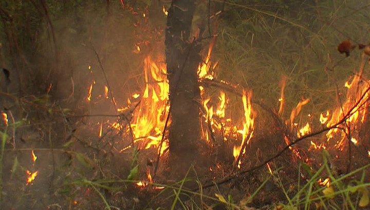 Площадь лесных пожаров в России уменьшилась более чем вдвое
