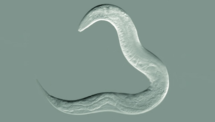       elegans   