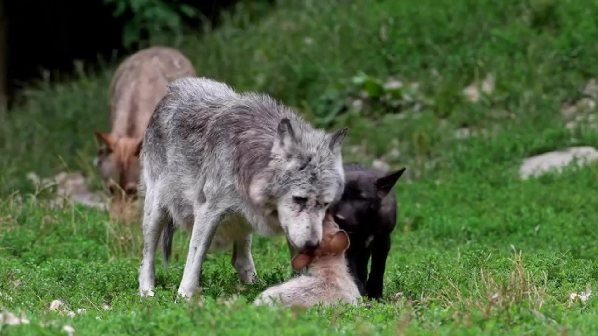 Волки в Тамбовской области