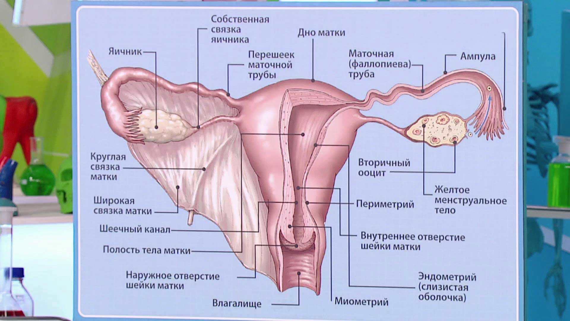 воспаление яичников у женщин фото