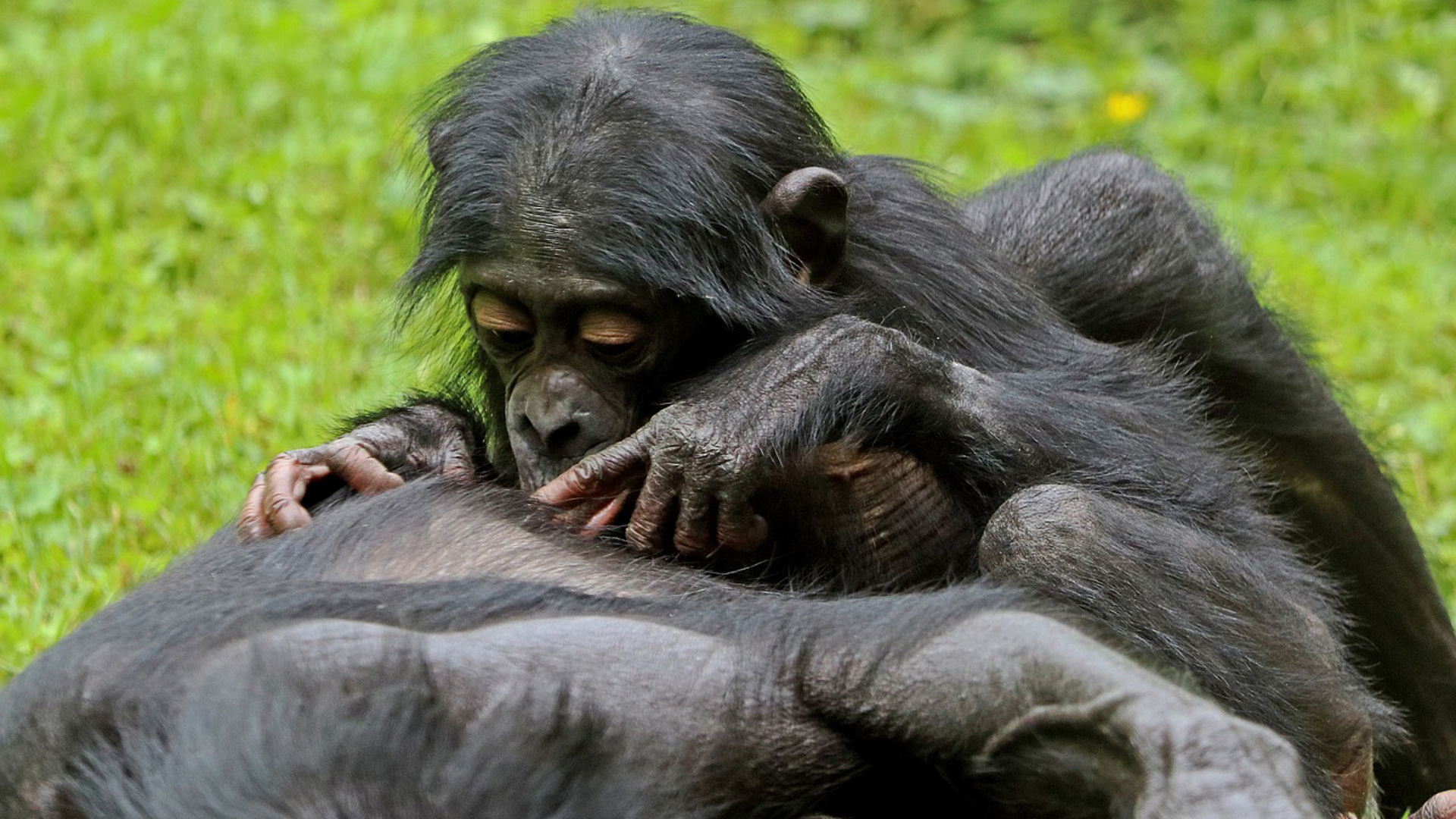Приматы бонобо