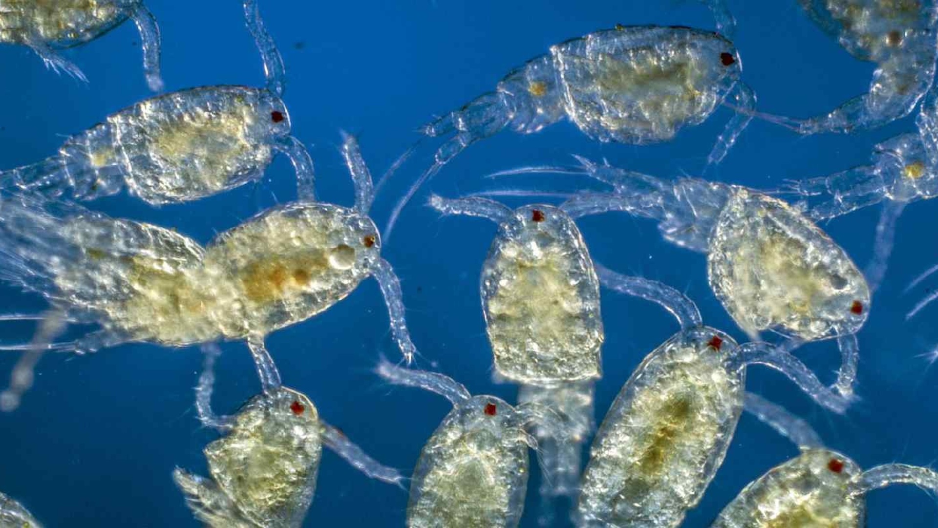 Речные рачки планктон
