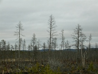 В лесах Мурманской области начался пожароопасный сезон