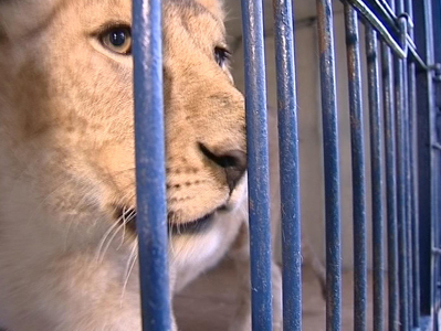 Тракторист зоопарка погладил львицу и чуть не лишился рук
