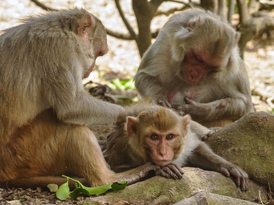 Популярность полезна для здоровья – особенно у обезьян