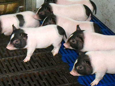 Китайские учёные создали не слишком жирных ГМ-свиней
