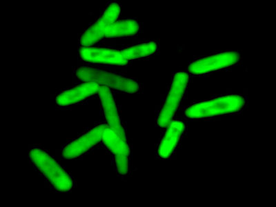 Полусинтетическая бактерия впервые создала совершенно новый белок