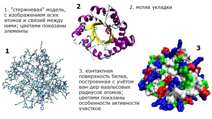 Молекула белка содержит. Структура молекул белка разных. Разные способы изображения трехмерной структуры белка. Строение молекулы белка фермента. Размер молекулы белка.