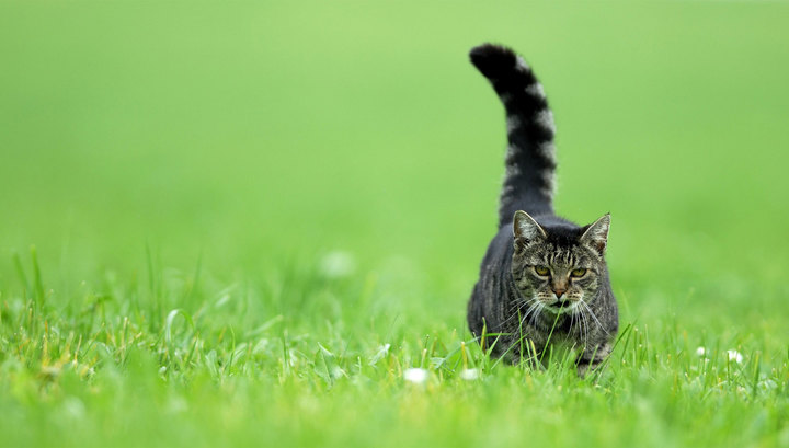 Из-за бешенства из района Выхино-Жулебино запрещено вывозить кошек