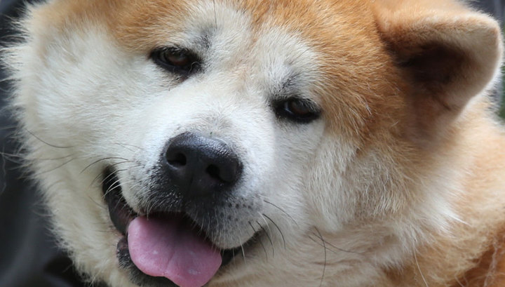 В Японии на панорамы Google попал рыжий пес