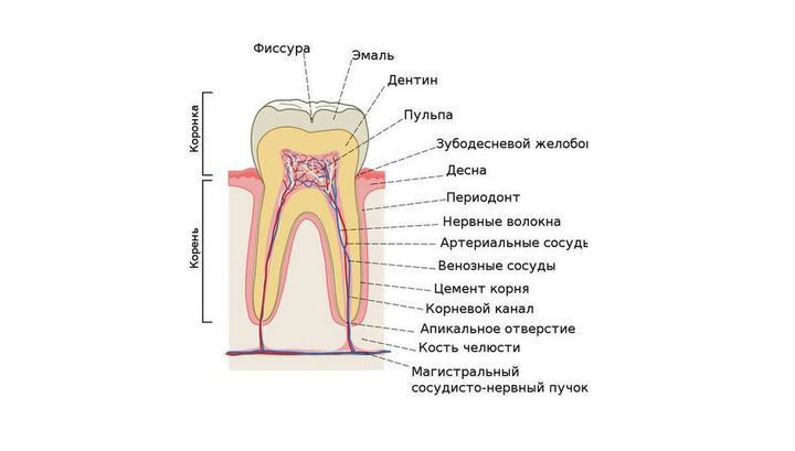 Как восстановить цемент зуба