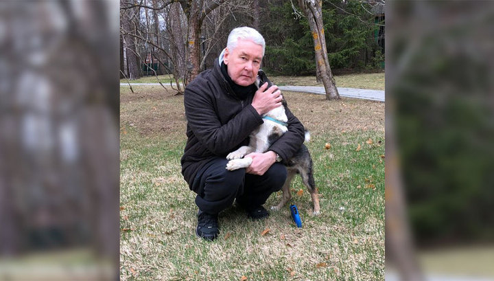 Собянин выложил фотографии прогулки с "усыновленным" щенком