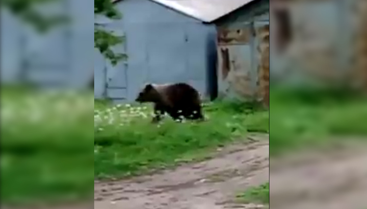 Медведь сбежал из цирка и пугал прохожих на улицах города