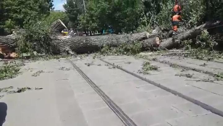 Женщина пострадала от падения деревьев в Москве