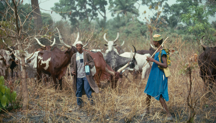В Нигерии более 85 человек погибли при нападении пастухов-кочевников