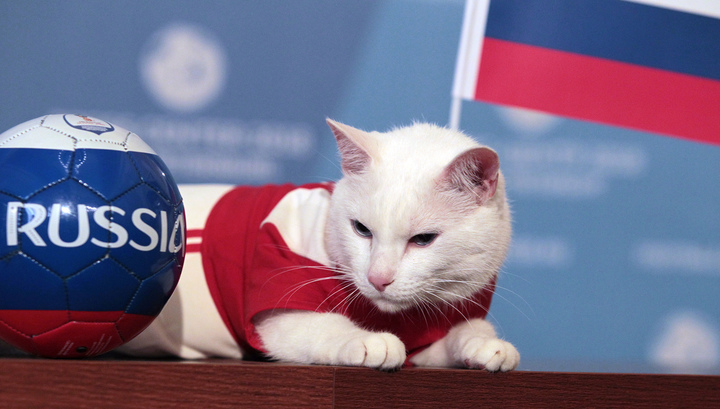 Эрмитажный кот-оракул Ахилл даст прогноз на матч Россия-Египет