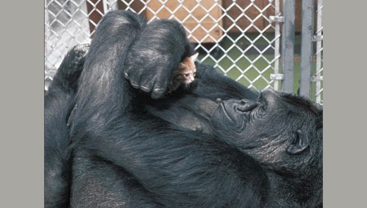 Умерла знаменитая говорящая горилла Коко с человеческим IQ