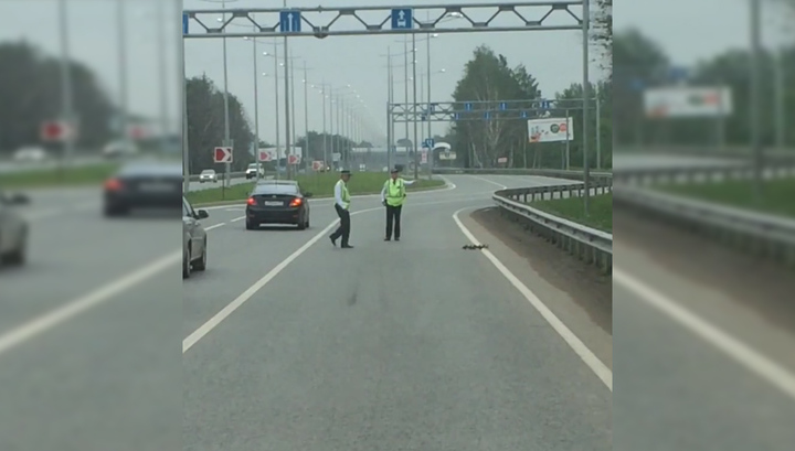 Пермские полицейские перекрыли дорогу ради оказавшихся на ней утят