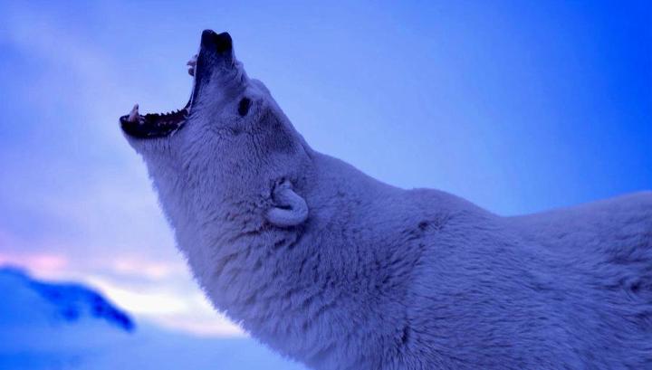 Нашествие белых медведей: на Новой Земле объявлен режим ЧС