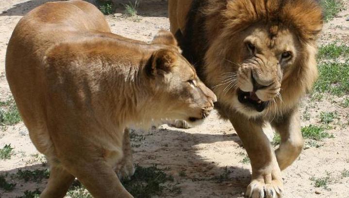 Челябинский зоопарк сообщил о смерти львицы Виктории