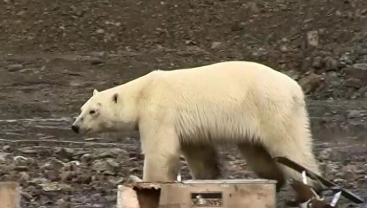 В окрестностях Норильска разгуливает белая медведица