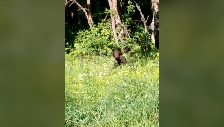 В Даниловском районе медвежонок вышел к оживленной трассе