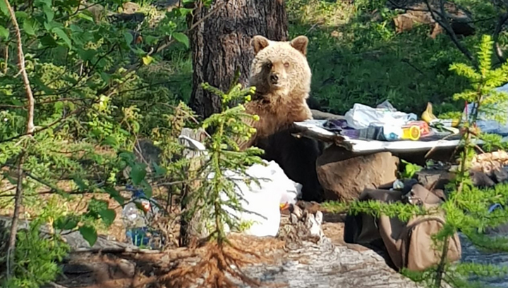Медведь отнял у туристов шашлык под Норильском. Видео