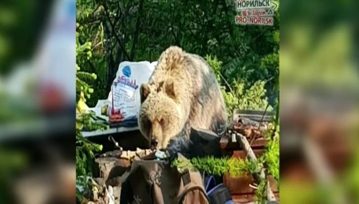 В Норильске медведь оставил туристов без шашлыков