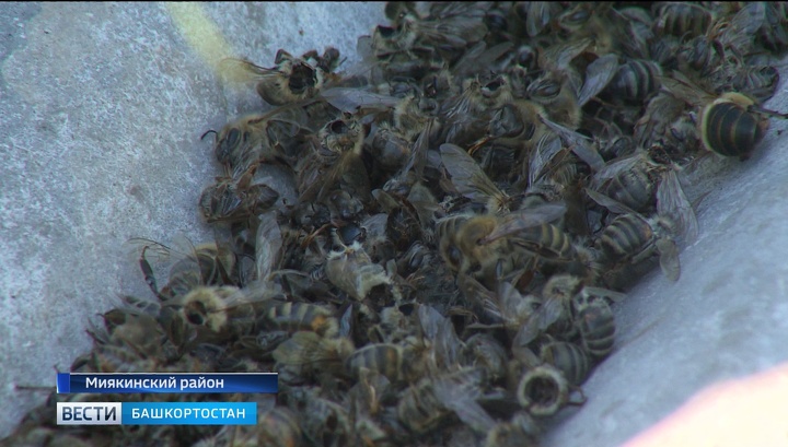 В семи районах Башкирии массово гибнут пчелы