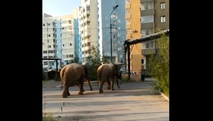 Жители Якутска сняли на видео неспешную прогулку пары слонов