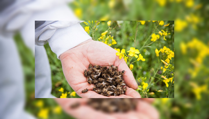 Россельхознадзор: причиной массовой гибели пчел на Алтае могло стать превышение дозы пестицидов