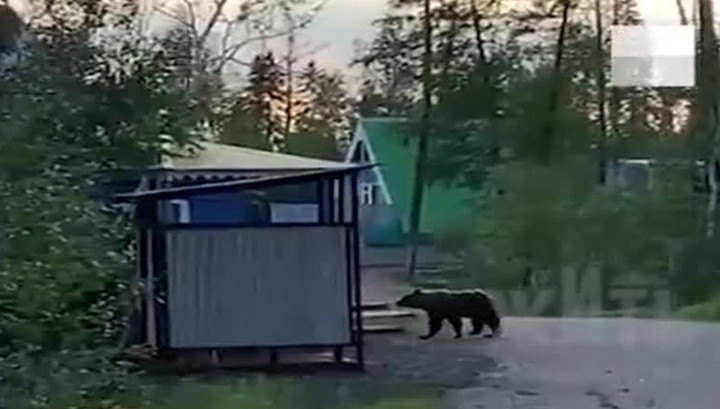 Очередной визит медведя в Норильске: теперь он посетил турбазу