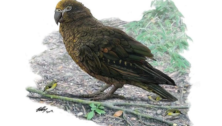 Неожиданный Геракл: в Новой Зеландии найдены останки вымершего попугая-гиганта