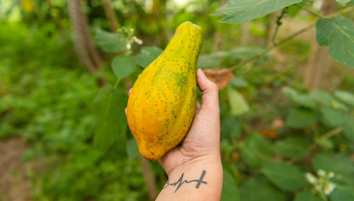 Россельхознадзор нашел в папайе незарегистрированные ГМО