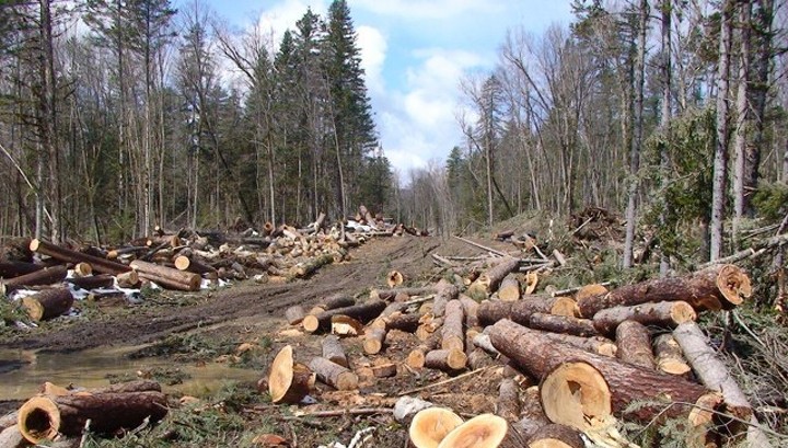 Рубить или не рубить? Мантуров выступил против ограничения поставок леса в Китай