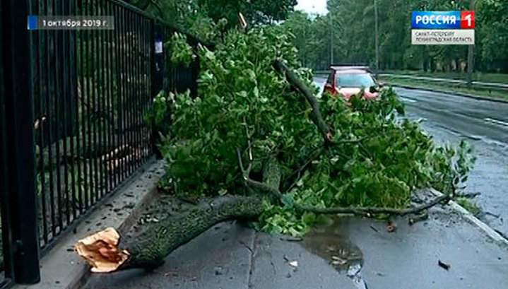 Шторм в Петербурге повалил 17 деревьев