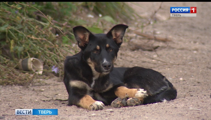 Бродячая собака покусала двух школьников в Тверской области