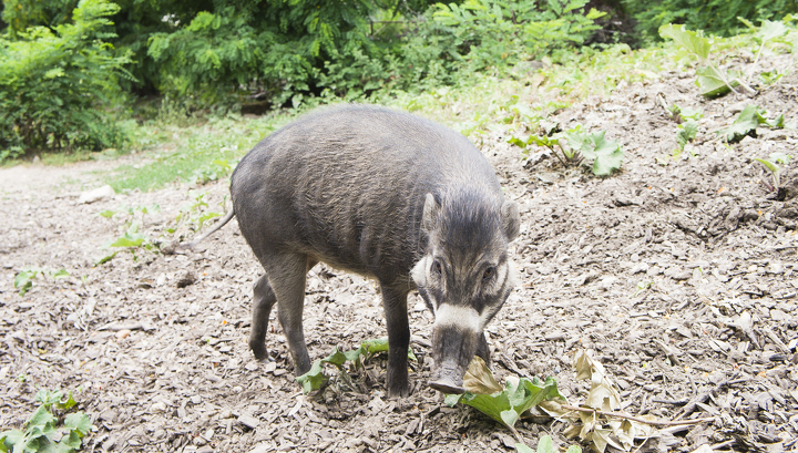Первое наблюдение: свиньи выкапывают ямы при помощи инструментов