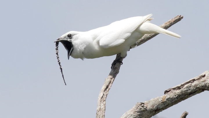 Орнитологи назвали самую громкую птицу в мире
