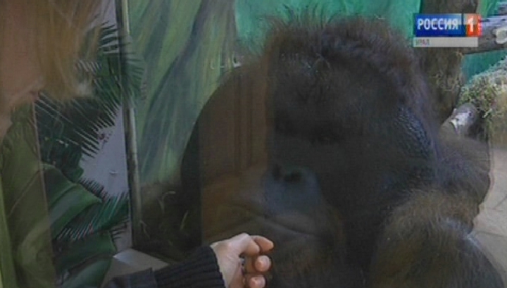 В Екатеринбургском зоопарке объявили сбор пледов для обезьян