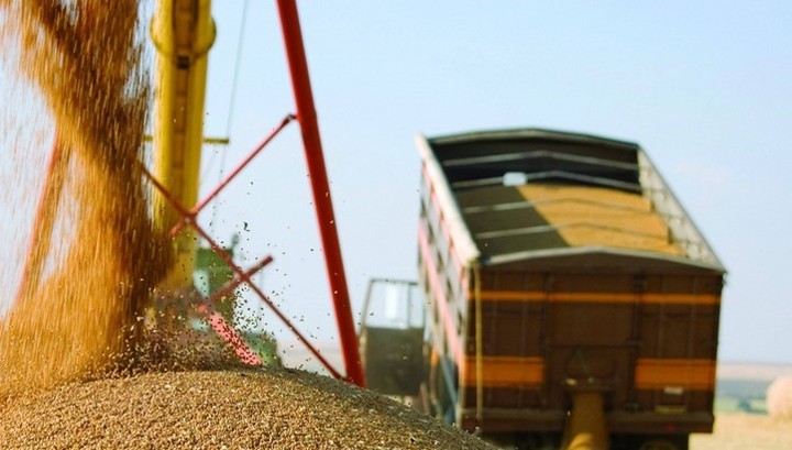 В этом году в России соберут 123,4 млн тонн зерна