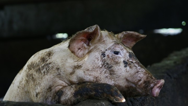 Мировое поголовье свиней может сократиться на 25% из-за АЧС
