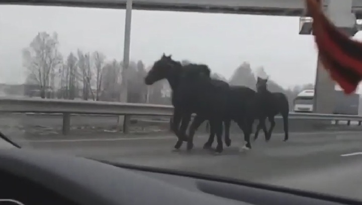 Сбежавшие лошади устроили прогулку по оживленной трассе под Уфой