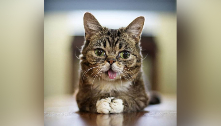Умерла знаменитая кошка Lil Bub, прославившаяся из-за высунутого языка