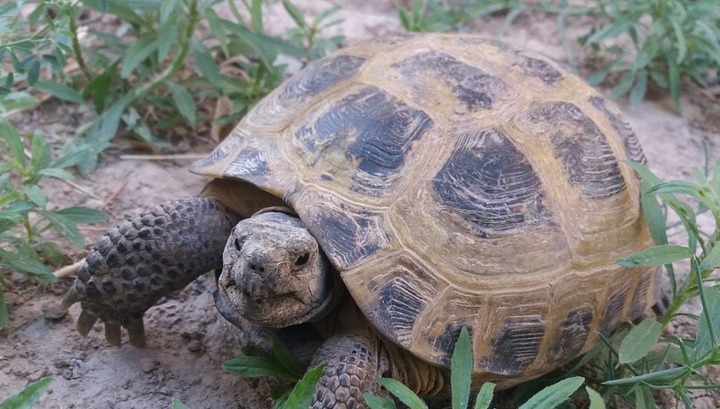Донские зоологи выхаживают несколько сотен среднеазиатских черепах