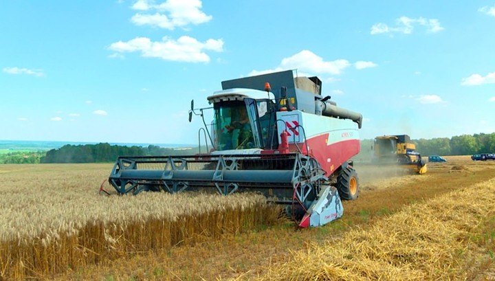 В 2019 году в России собрали 120,6 млн тонн зерна в чистом весе