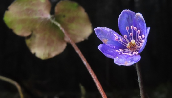 Аномалии предновогодней недели: зимнее цветение растений в средней полосе России