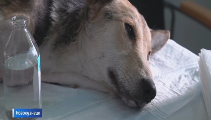 В Новокузнецке ветеринары спасли собаку без лапы