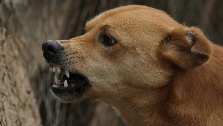 Конфликт в Москве закончился нападением собаки на женщину