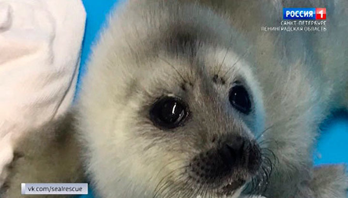 На льду Финского залива подобрали первого в этом году щенка кольчатой нерпы